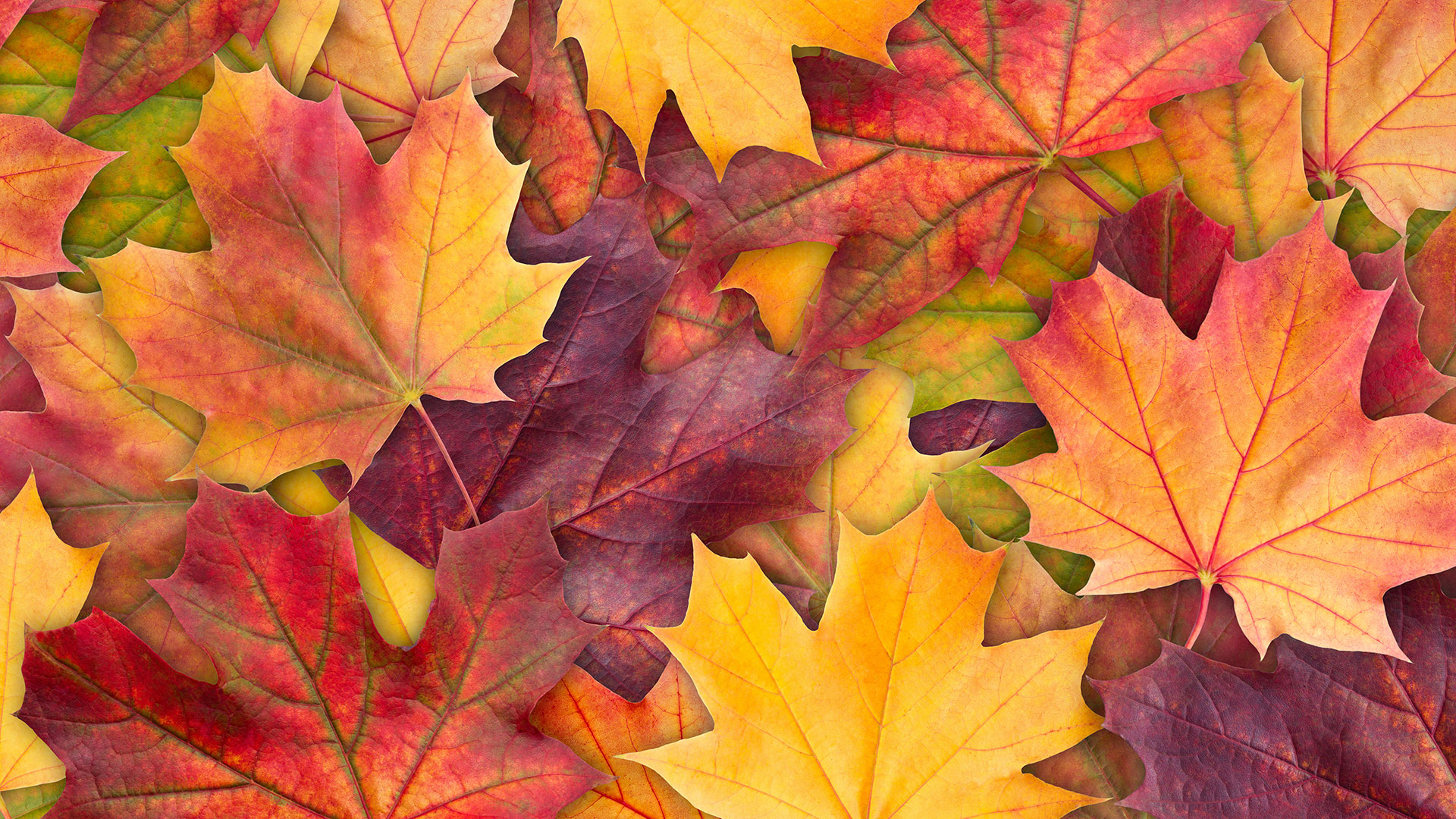 Image of autumn leaves